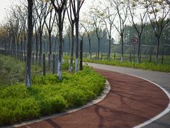 -上海长兴岛郊野公园