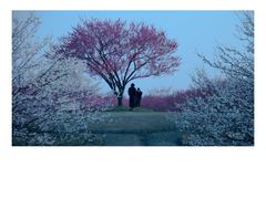 -花开海上生态园