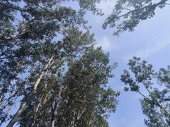 -塘沽森林公园