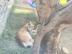 -青藏高原野生动物园