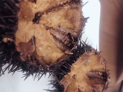 -海胆小馆(东北水饺·春柳店)