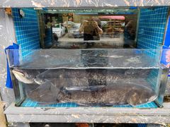 -浔味·山屿湖·正宗全鱼宴老字号