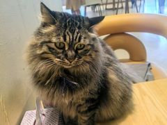 -藏猫猫咖啡主题馆(中央大道店)