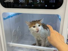 -老吴的猫·猫舍(新区店)