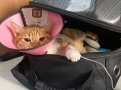 -联合动物医院(光谷诊疗中心)
