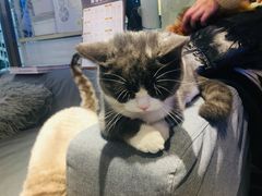 -momokira米努特·德文卷毛猫·棉花面纱犬