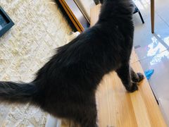 -平行世界·猫咖(首经贸店)