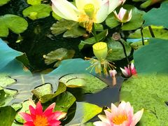 -国家植物园南园