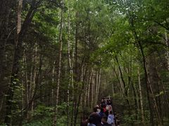 -汤旺河林海奇石景区