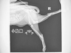 -纳吉亚猫专科动物医院博雅分院