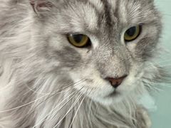 -爱洗澡的猫(望京店)