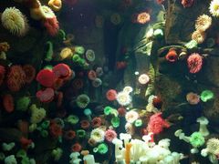 -瑞普利水族馆