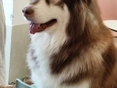 -Let's go狗咖·猫咖·奶狗·桌游(春熙路IFS店)