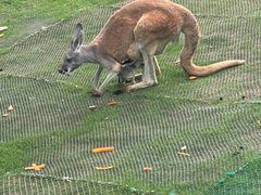 -西霞口神雕山野生动物世界