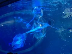 -海合安成都极地海洋公园