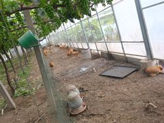 -马陆小张葡萄园农家乐