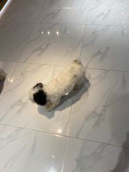 -Moni星球萌宠·小马宝莉·灵蛇·高端高阶全萌宠互动体验俱乐部(红豆国际广场店)