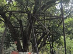 -武侯墓风景区