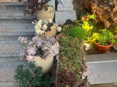 -野菌皇海景野生菌火锅(滨海大道店)