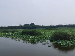 -荷塘月色湿地公园·向阳花洲