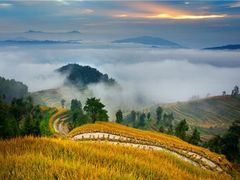 -紫鹊界梯田景区
