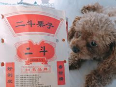 二斗栗子-二斗栗子(黄河道店)