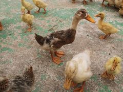 -前小桔亲子创意农场·草莓采摘·露营烧烤