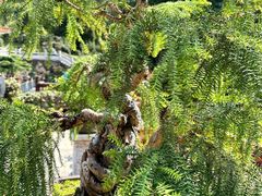 -深圳仙湖植物园