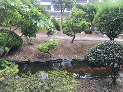 -绿园春早茶