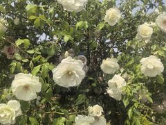 -上海鲜花港