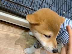 -猫色咖啡·猫咖