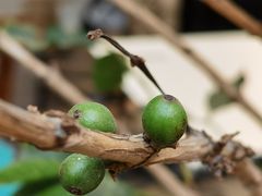 咖啡豆-豆舞咖啡(民乐路店)