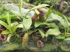 -国家植物园南园