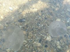 -翡翠岛