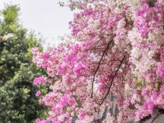 -深圳国际园林花卉博览园