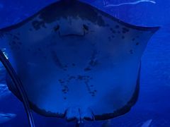 -上海海洋水族馆