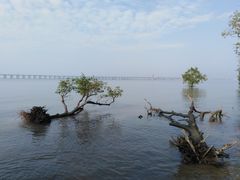 -宝安西湾红树林湿地公园