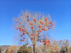 -八大处公园