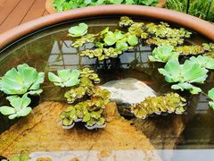 -肴约·花园式餐厅(湖里店)