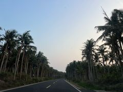 -东郊椰林