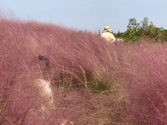 -上海滨江森林公园