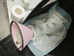-联合动物医院(光谷诊疗中心)