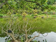 -深圳仙湖植物园