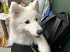 -安格丽娜·狗咖·猫咖羊驼咖(春熙路百盛商场店)