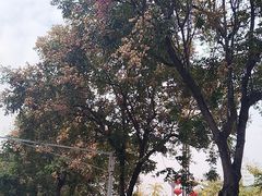 -一记洛阳菜·糖醋小排·水席(十字街店)