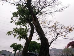 景观位-老幺泉水鸡