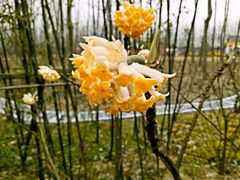 -合肥滨湖国家森林公园