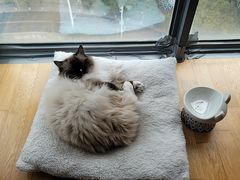 -瑞派康怡24h宠物医院·犬猫医疗中心·微创绝育(瑞景分院)