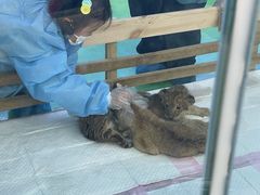 -栾川竹海野生动物园