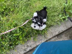 -翊宠yipet猫狗购宠庄园犬舍•猫舍